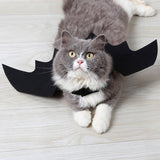 Bat Cat